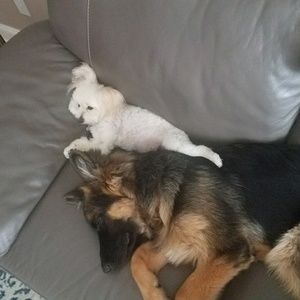 Meet your Posher, Michael